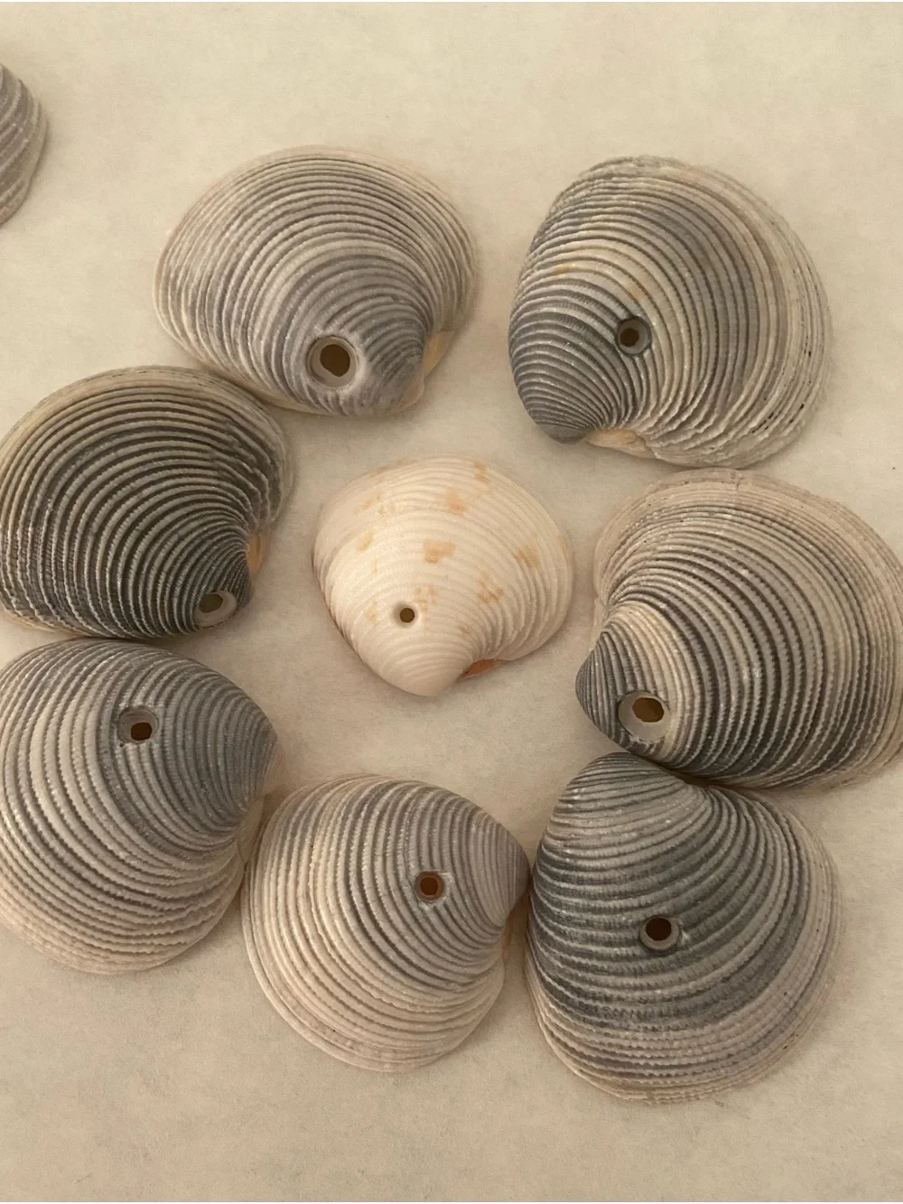 Total of 30 genuine, handpicked Florida Lady-in-waiting Venus clam shells.